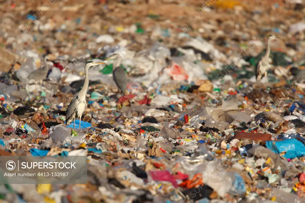 Grey Herons eating garbage in a rubbish dump Spain