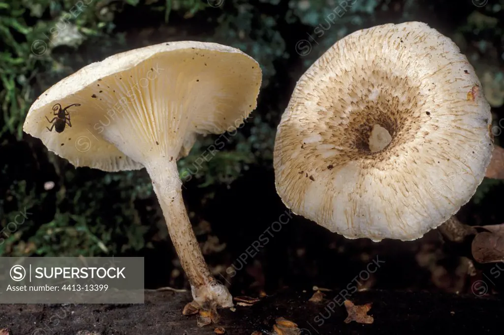 Mushrooms France