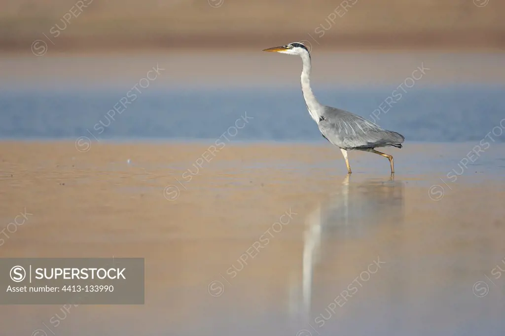 Grey Heron walking in water Spain