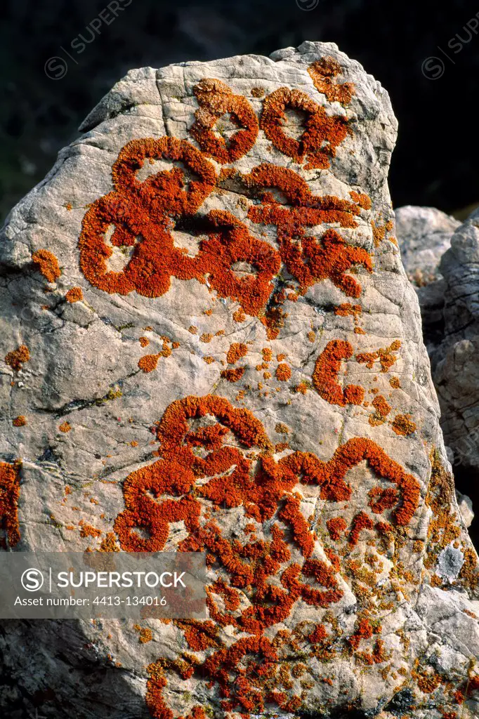 Elegant sunburst lichen on Limestone Pyrenees Spain