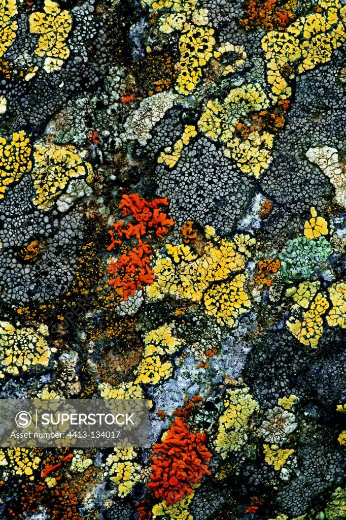 Crypto-endolithic lichens on granite Pyrenees Spain