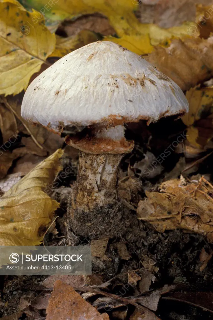 Rooting Poisonpie Mushroom France