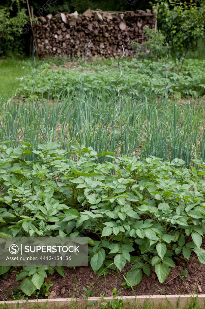 Potatoes and stack of wood in a kitchen garden