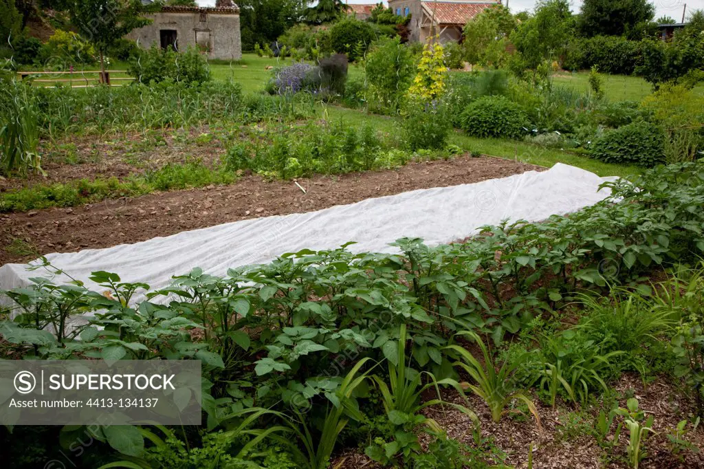 Potatoes and fleece plant protection in a kitchen garden