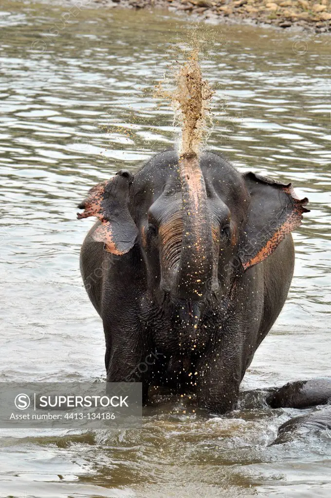 Asian elephant in a river watered Thailand