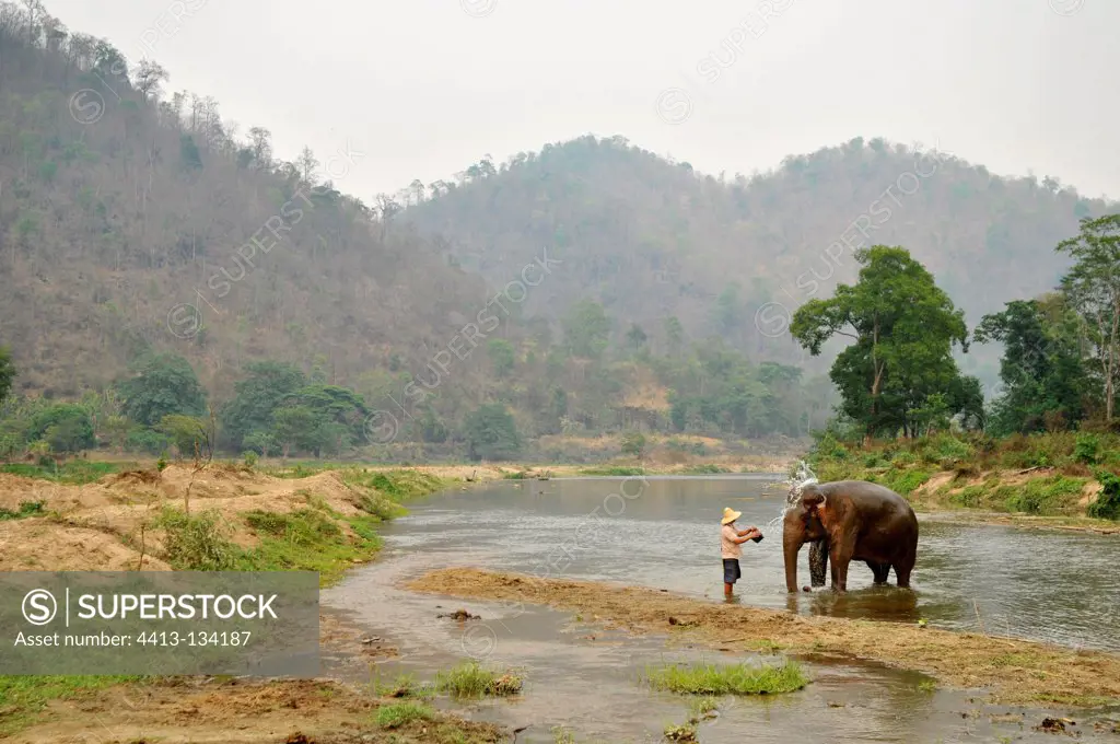 Mahout bathing his elephant into a river in Thailand