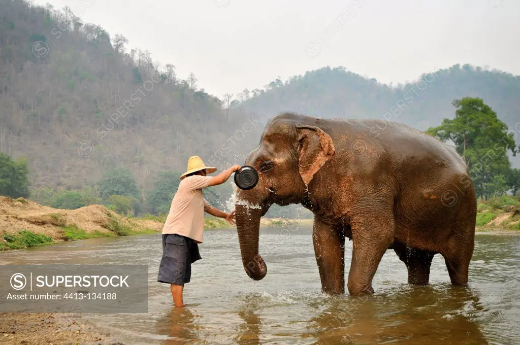 Mahout bathing his elephant into a river in Thailand