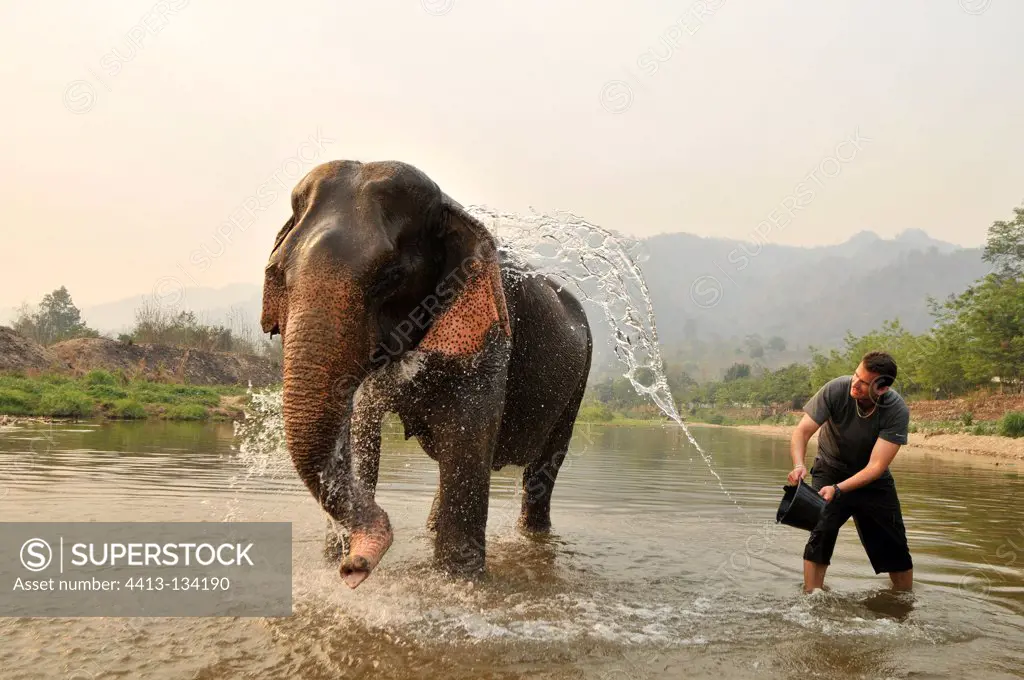 Man watering a bull in a river in Thailand