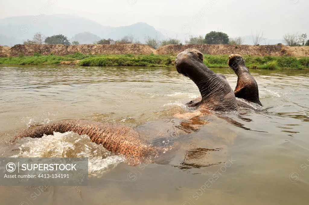 Elephant on the side immersing herself in the river Thailand