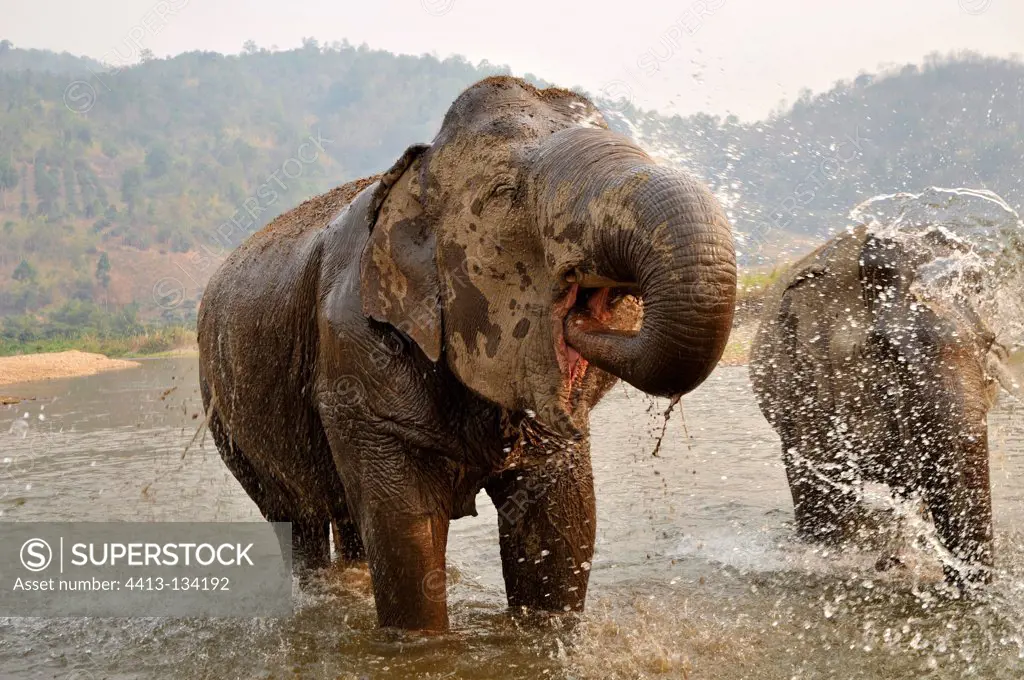 Elephant watered and grimacing in a river Thailand