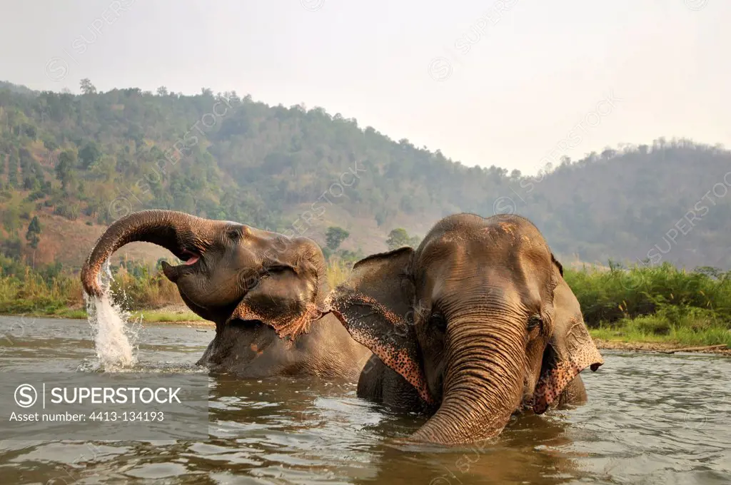 Asian Elephants bathing in a river Thailand