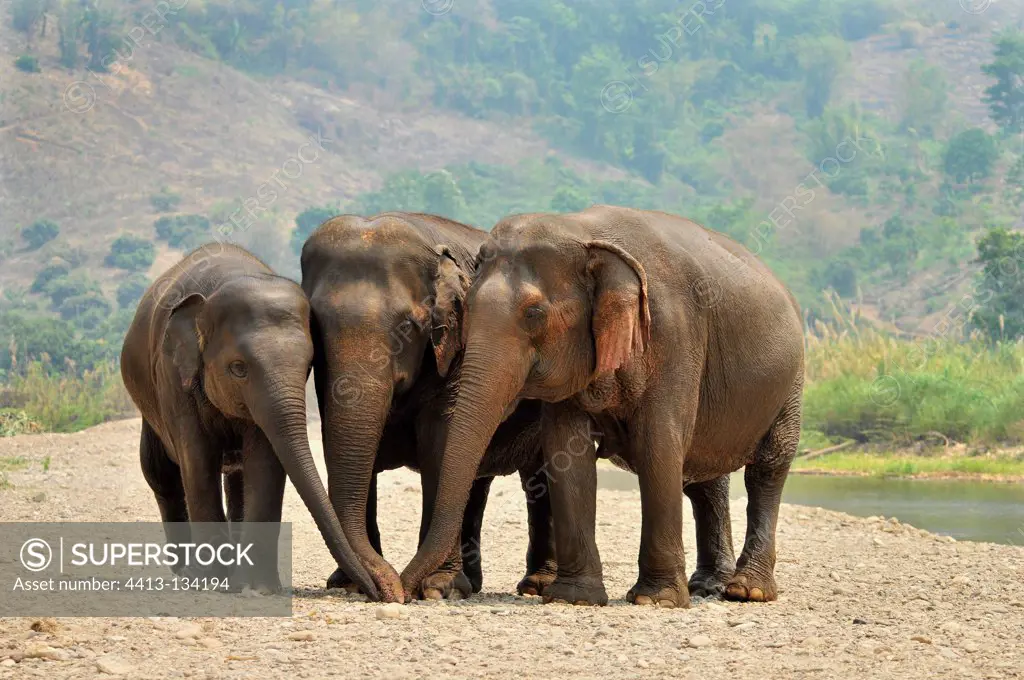 Asian Elephants joining their trunks at the edge of a river