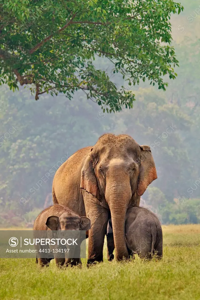 Asian elephant and two female elephants Thailand