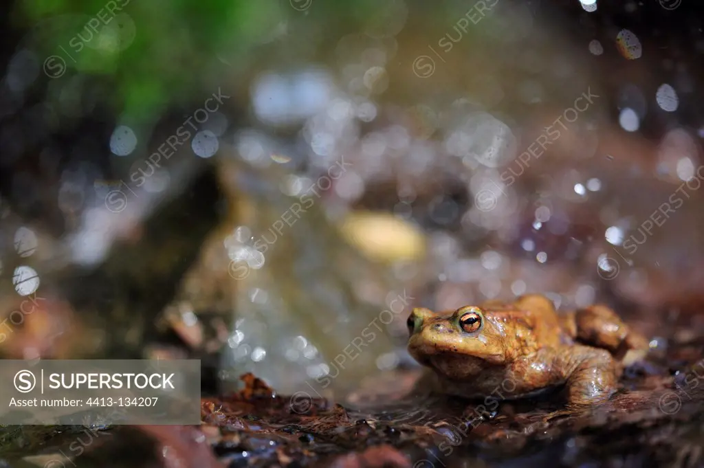 Common Toad in a river in the spring France