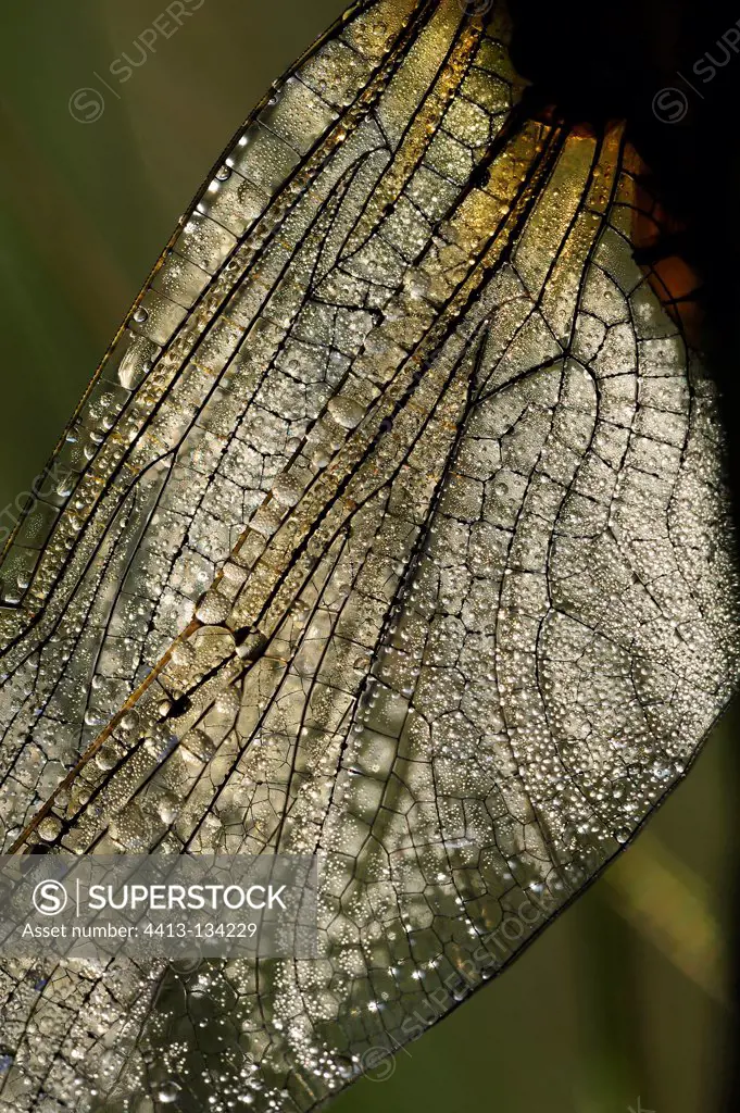 Detail of the wing of a black-tailed skimmer with dew