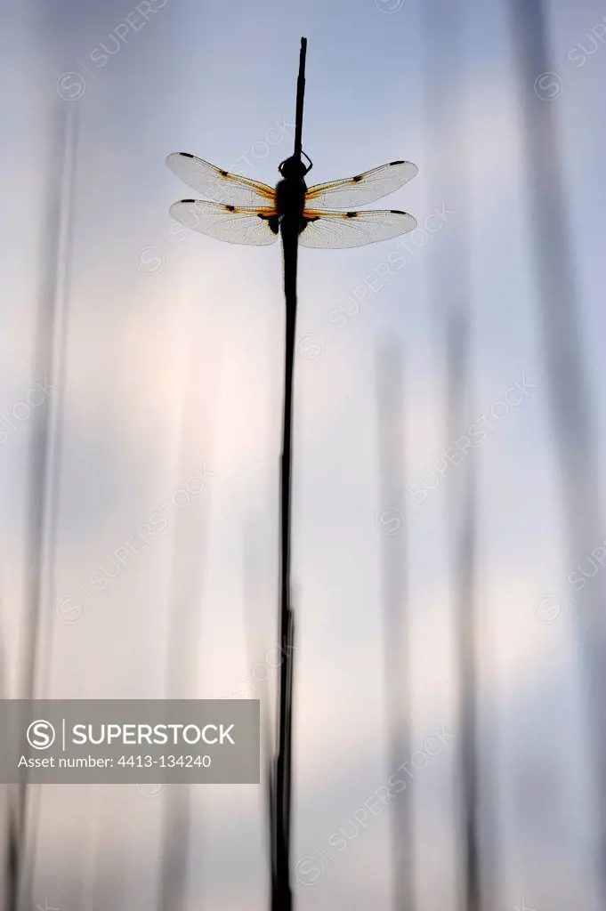 Four spotted skimmer placed on a reed France
