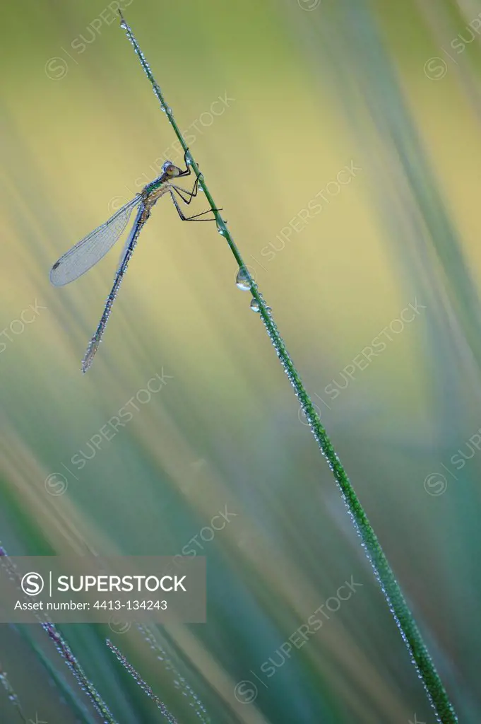 Lestes green grass laid in France in summer