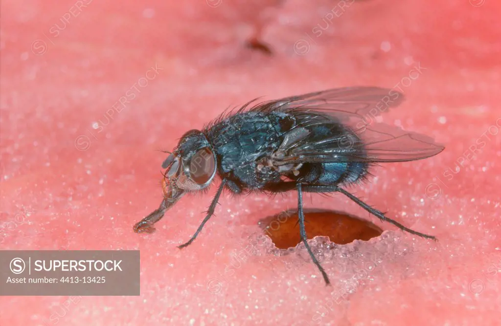 Fly eating posed on a Water melon