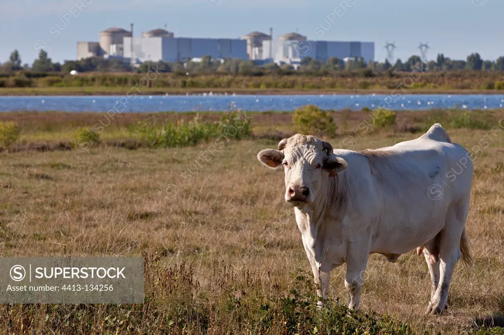 Cow before the Nuclear Blayais France