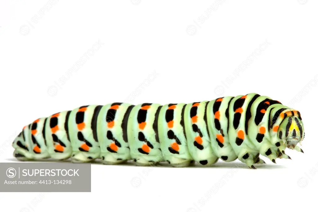 Swallowtail caterpillar on white background