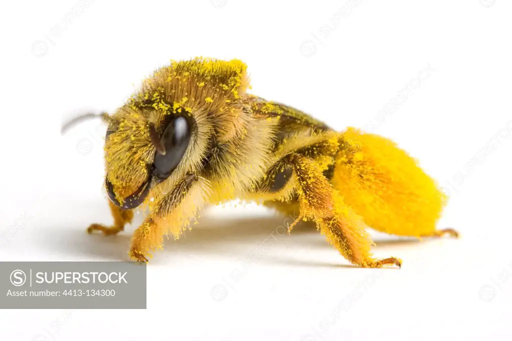Bee pollen covered on white background
