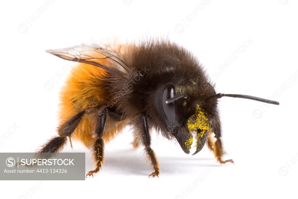 Leafcutting Bee on white background