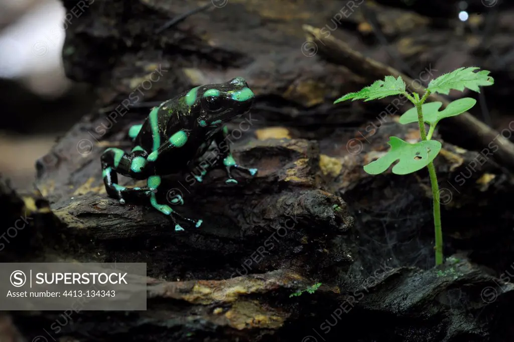 Green poison-arrow frog in the Carara NP Costa Rica
