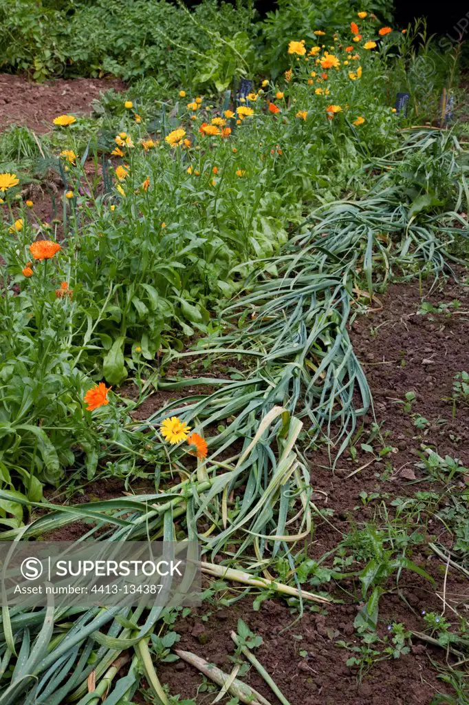 Garlic and marigolds in an organic kitchen garden