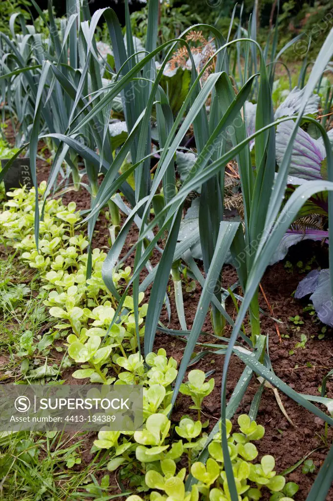 Leeks an purslane in an organic kitchen garden