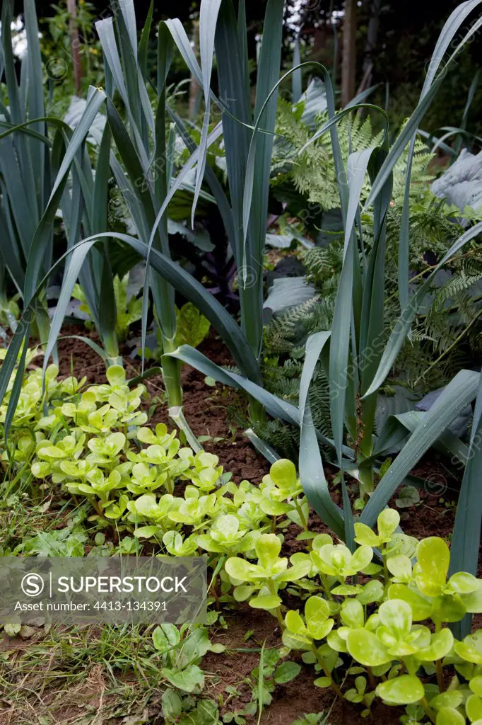 Leeks an purslane in an organic kitchen garden