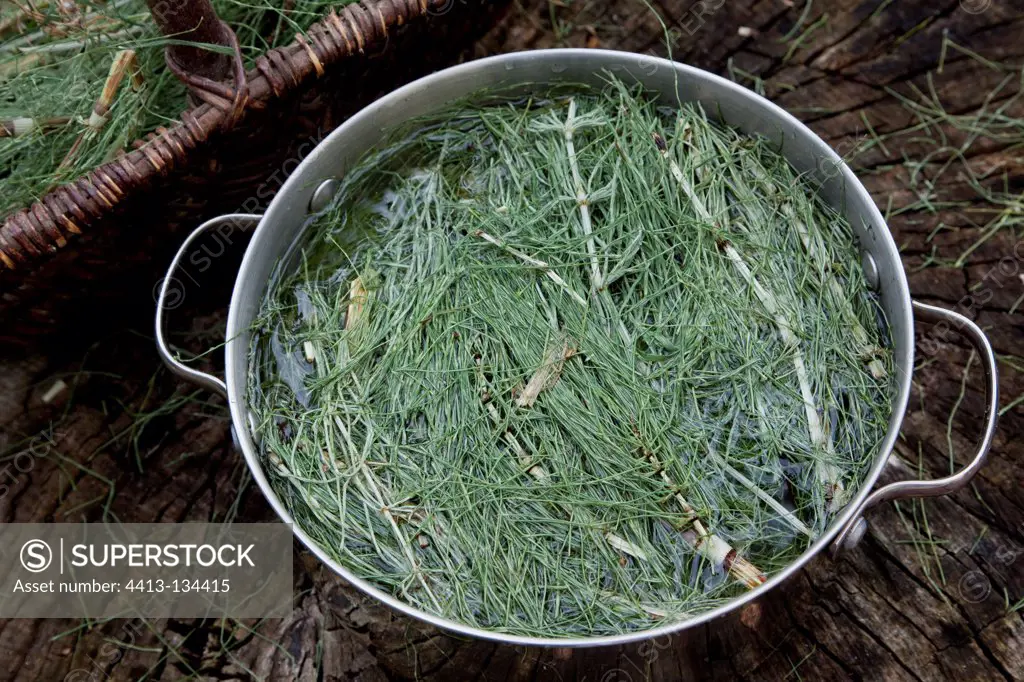 Making of a horsetail decoction in a garden