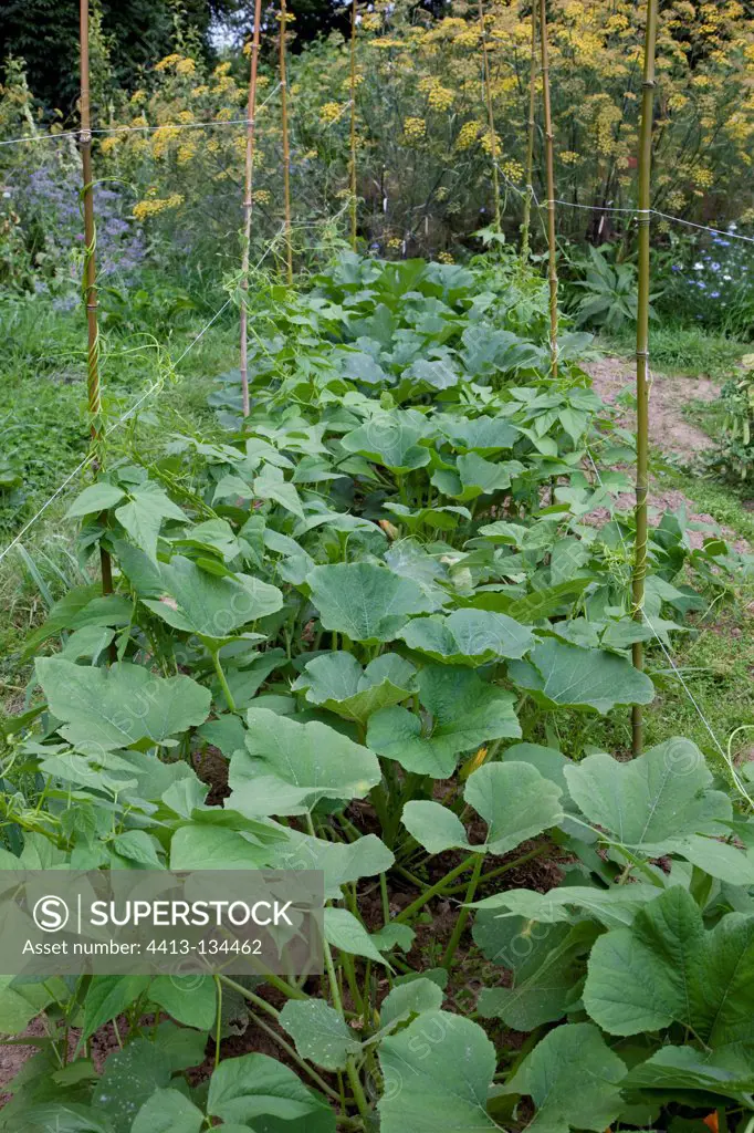 Butter beans and zucchinis in an organic kitchen garden