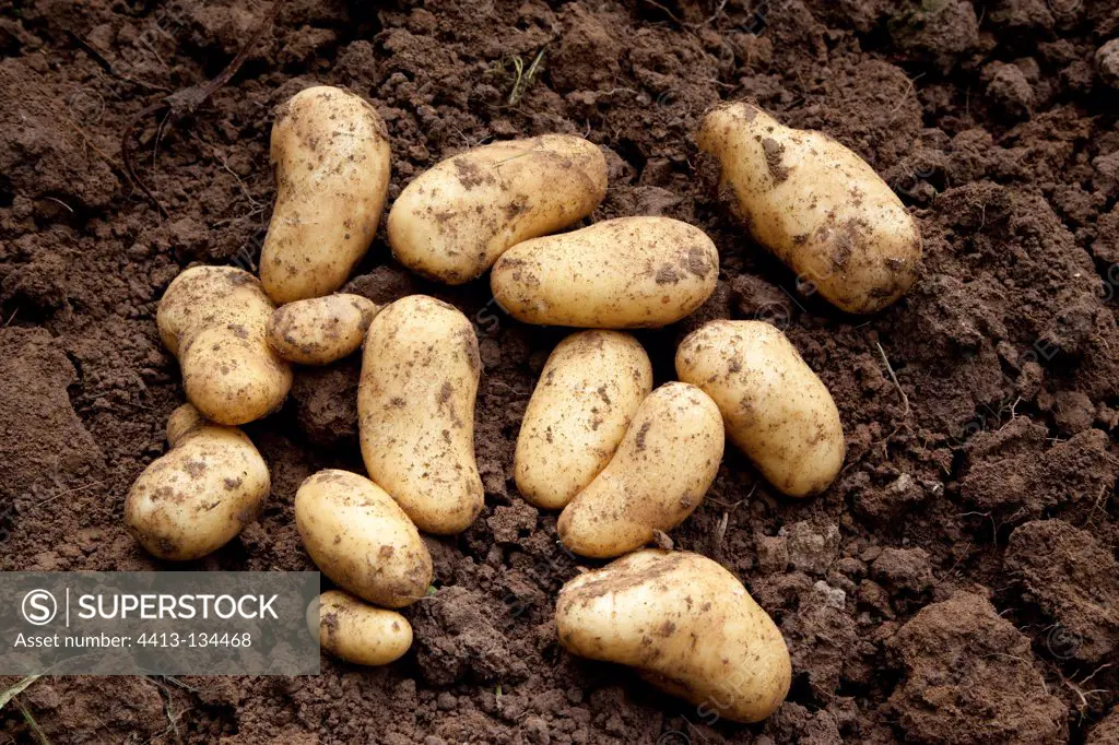 Harvest of potatoes 'Charlotte' in an organic kitchen garden