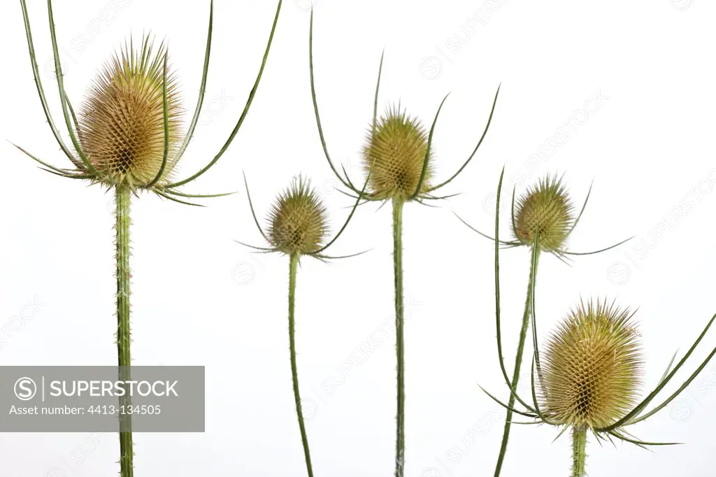 Wild Teasel heads of white background