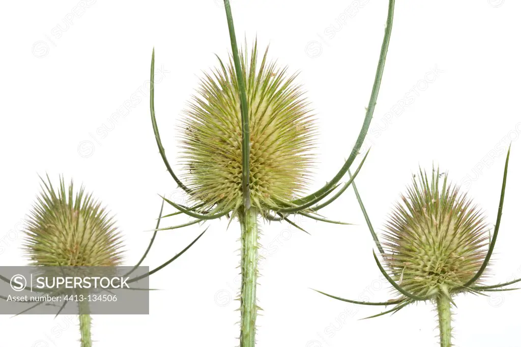 Wild Teasel heads of white background