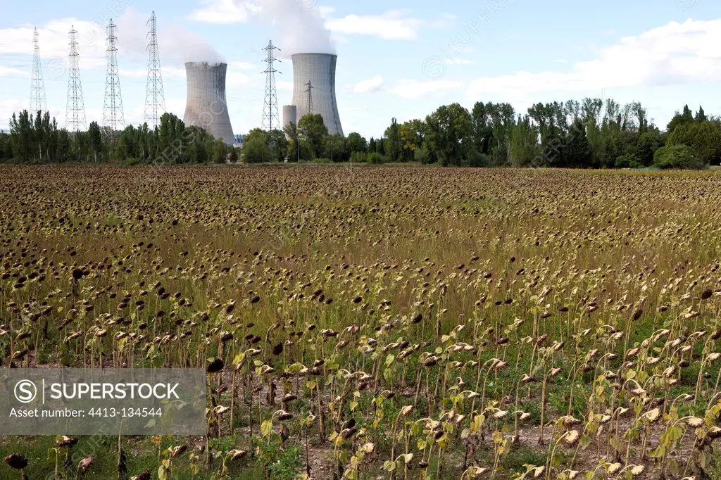 Sunflower field and Nuclear Tricastin France