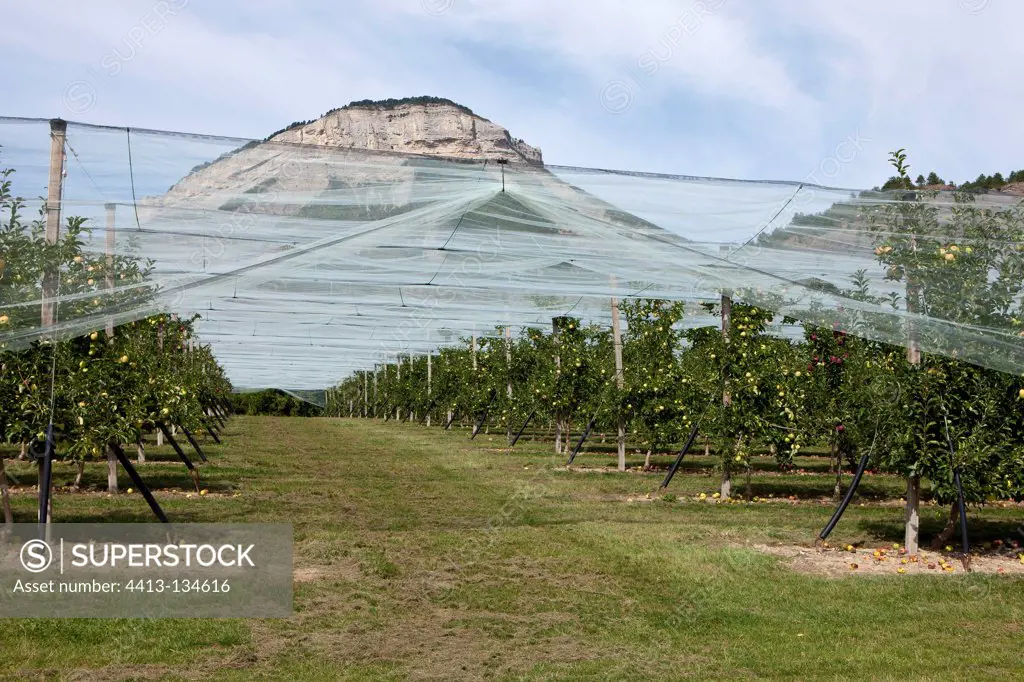 Apple orchard under hail nets Alps France
