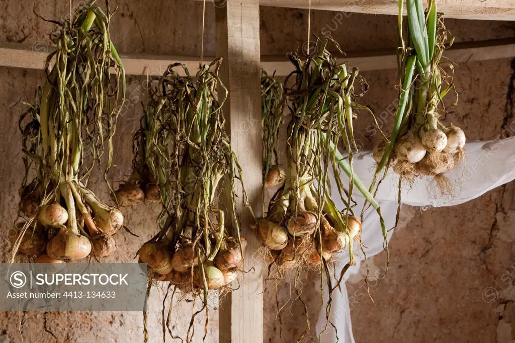 Drying of yellow onions in an attic