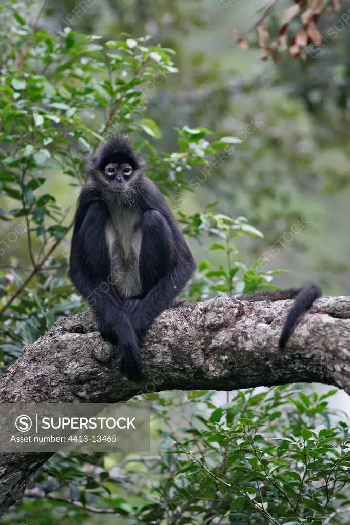 Central american spider monkey sitting on a branch Belize