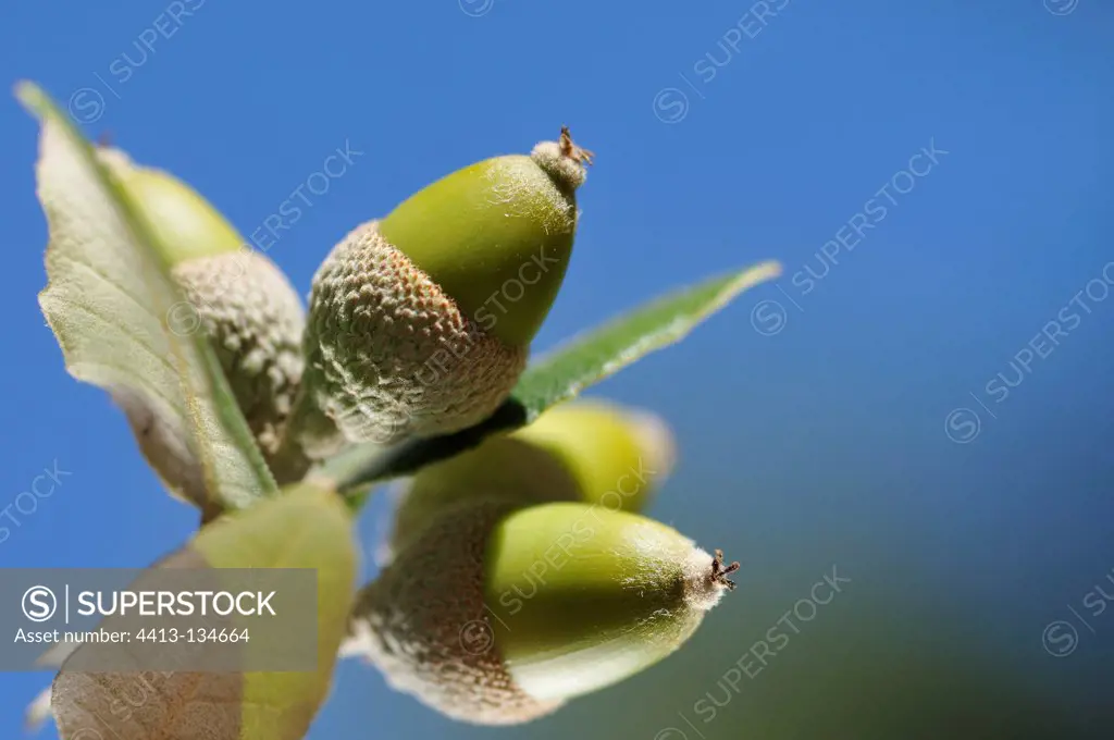 Holm oak acorns Cape Sicié France