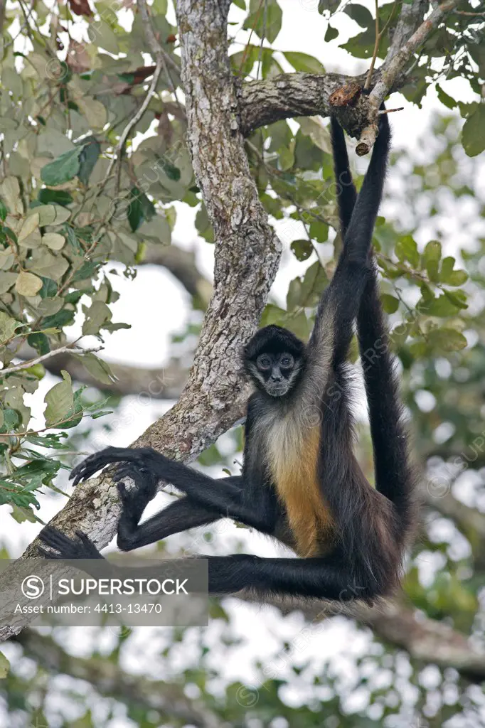Central american spider monkey hanging from a branch Belize