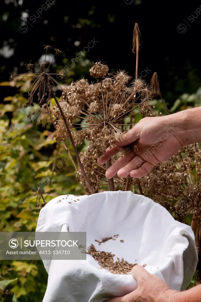 Harvest of garden angelica seeds in an organic garden
