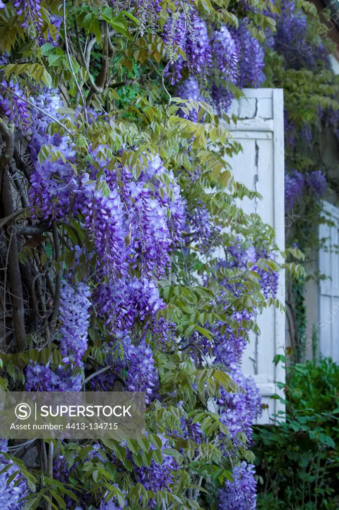 Glycine in bloom on the facade of a house