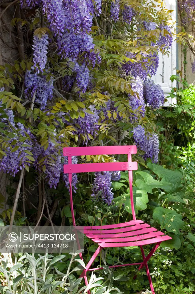 Chair and glycine in bloom on the facade of a house