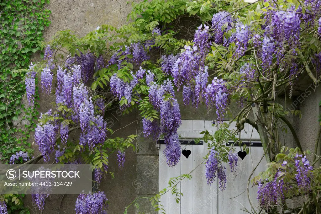 Glycine in bloom on the facade of a house