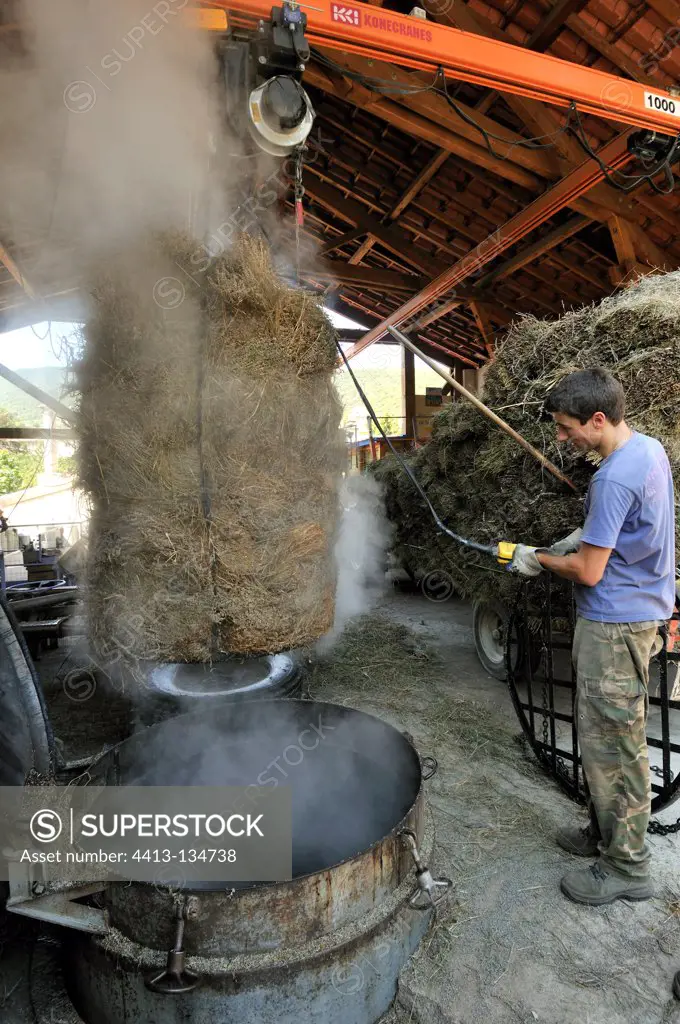 Extraction of the straw of Lavender after distillation