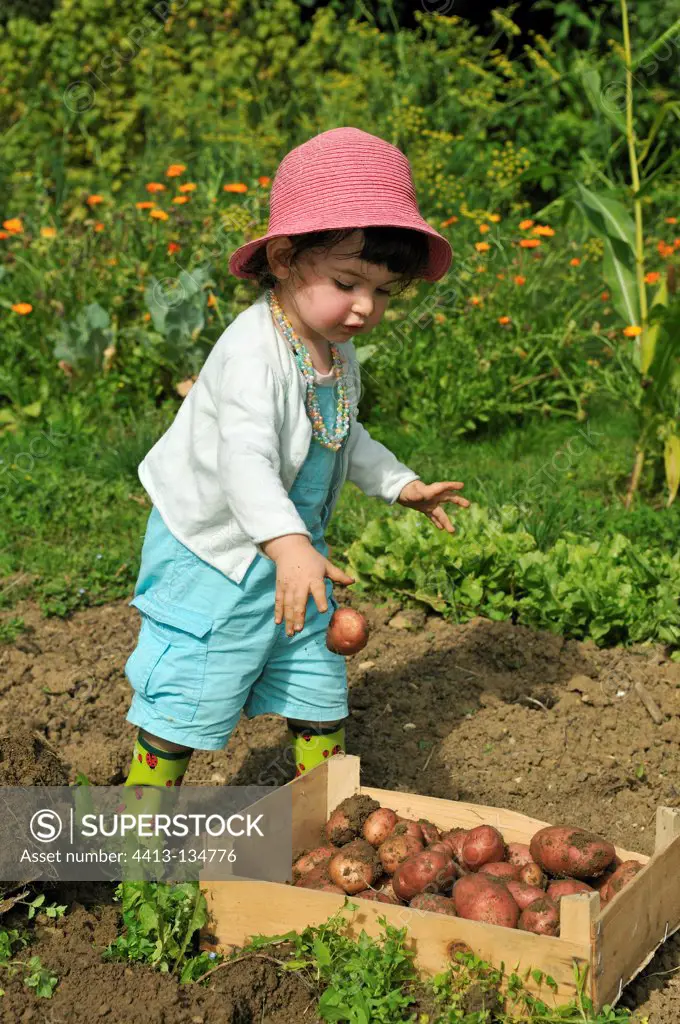 Girl harvesting of potatoes 'Desiree' France