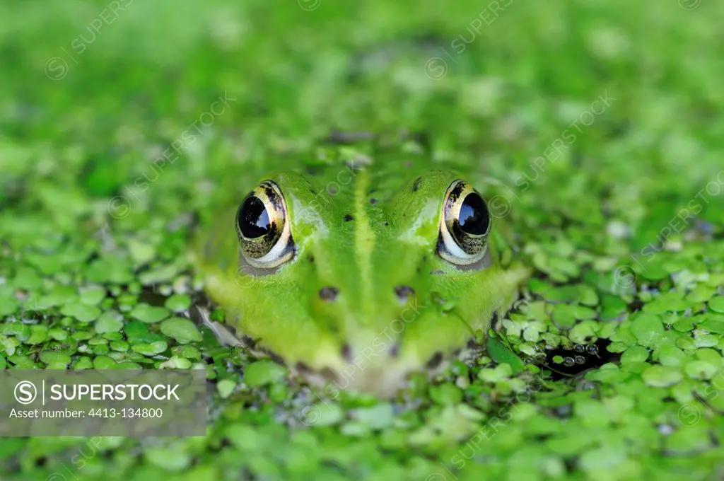Green frog in a pond covered with DuckweedFrance