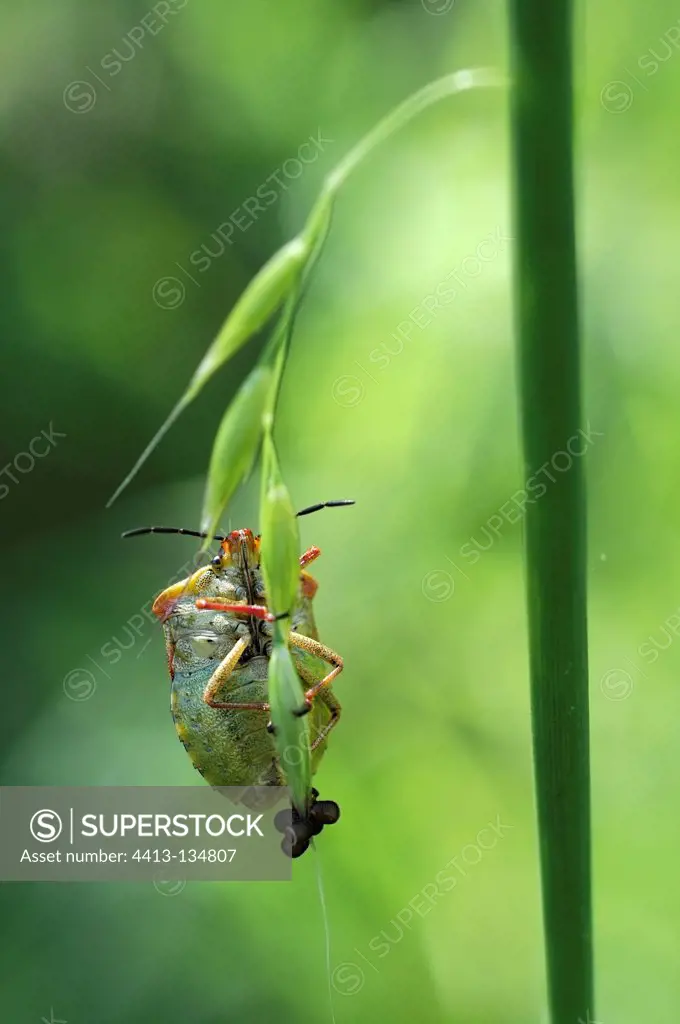 Black-shouldered shield-bug laying on a grass France