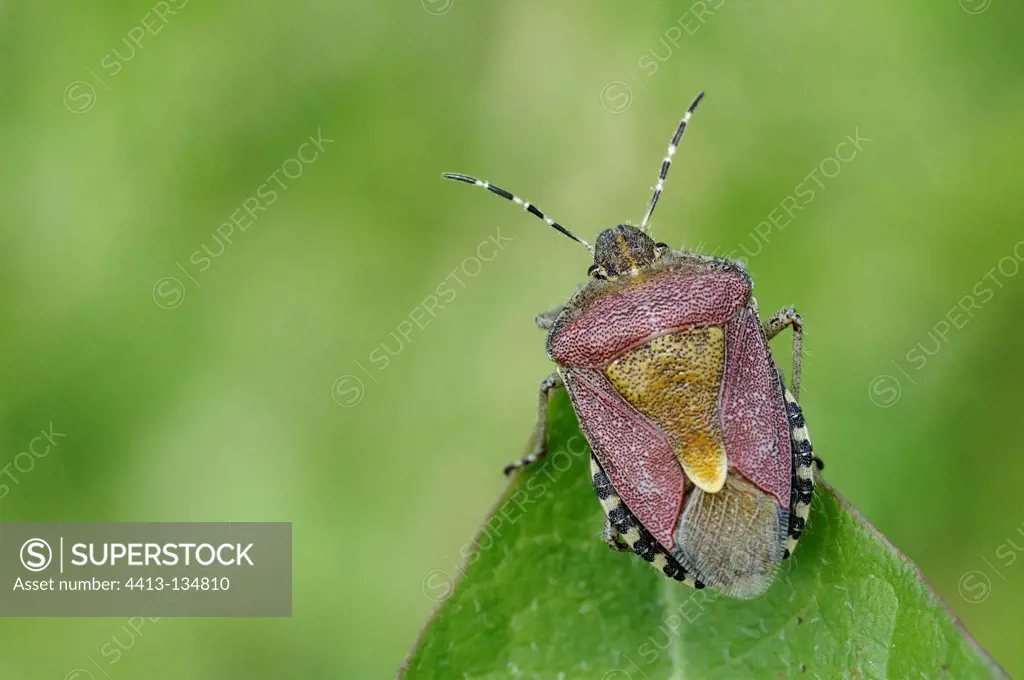 Shield-bug on a leaf in a meadow France